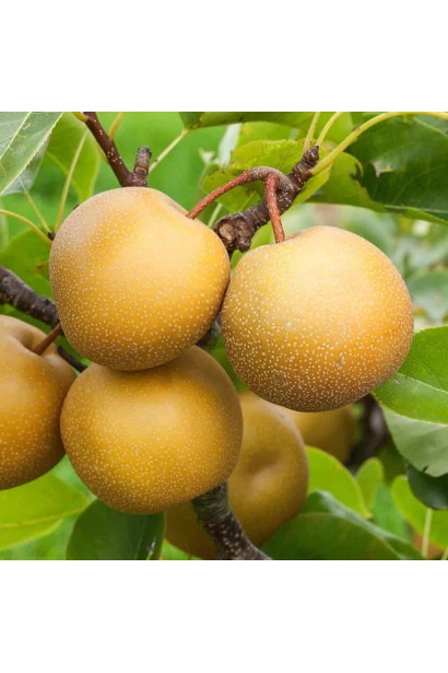 Груша азійська Чоюро — великі бронзово-золотисті плоди на дереві